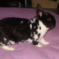 Photo #232927 de Curly