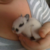 Photo #232949 de Pupuce