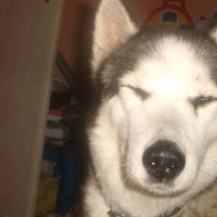 Photo #233030 de Lai-ka 