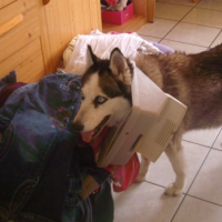 Photo #233031 de Lai-ka 