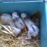 Photo #233062 de Pupuce