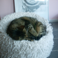 Photo #233064 de Gribouille