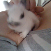 Photo #233065 de Pupuce