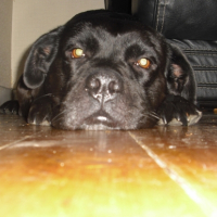 Photo #233083 de Gribouille