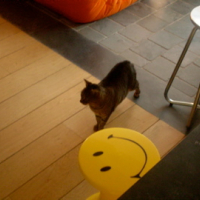 Photo #233090 de Gribouille