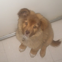 Photo #233139 de Tico