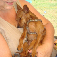 Photo #233184 de Djoune