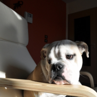Photo #233218 de Ekko