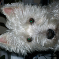 Photo #233264 de Savannah