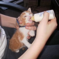 Photo #233265 de Abricot