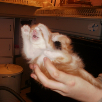 Photo #233266 de Abricot