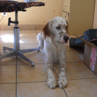 Photo #233272 de Domino