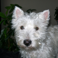 Photo #233274 de Savannah