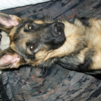 Photo #233321 de Elsa