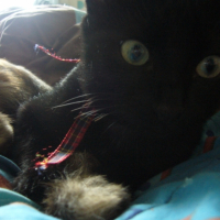 Photo #233338 de Ariel