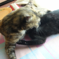Photo #233339 de Ariel