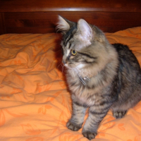 Photo #233345 de Fidji