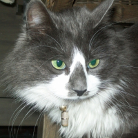 Photo #233380 de Angel