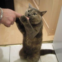 Photo #233391 de Lyssia 