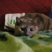 Photo #233395 de Lyssia 