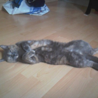 Photo #233399 de Lyssia 