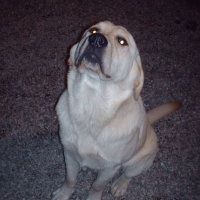 Photo #233452 de Dragibus