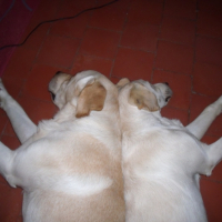 Photo #233463 de Dragibus