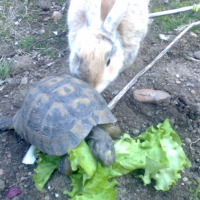 Photo #233502 de Carapatte 