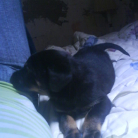 Photo #233509 de Rambo