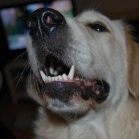 Photo #233515 de Daisy
