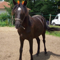 Photo #233555 de Utanya