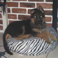 Photo #233578 de Duke