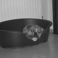 Photo #233585 de Enzo