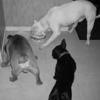 Photo #233586 de Enzo