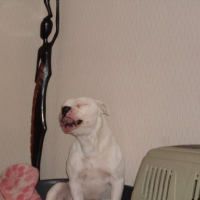 Photo #233591 de Vorace