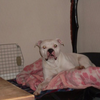 Photo #233592 de Vorace