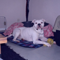 Photo #233593 de Vorace