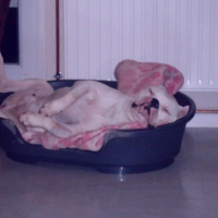 Photo #233595 de Vorace
