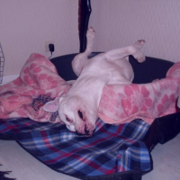Photo #233596 de Vorace