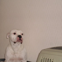 Photo #233597 de Vorace
