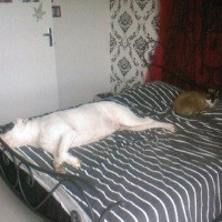 Photo #233601 de Chupa