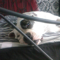 Photo #233602 de Chupa