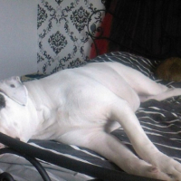 Photo #233603 de Chupa