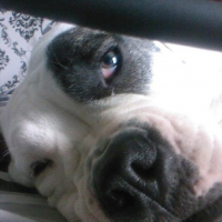 Photo #233604 de Chupa