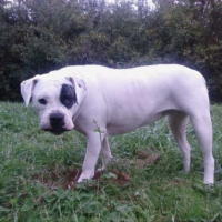 Photo #233606 de Chupa