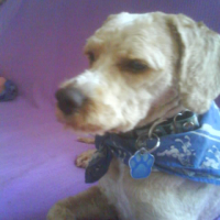 Photo #233638 de Apollon