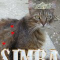 Photo #233655 de Simba