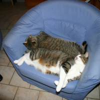 Photo #233674 de Toupy