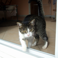 Photo #233697 de Chance