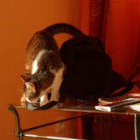 Photo #233699 de Chance